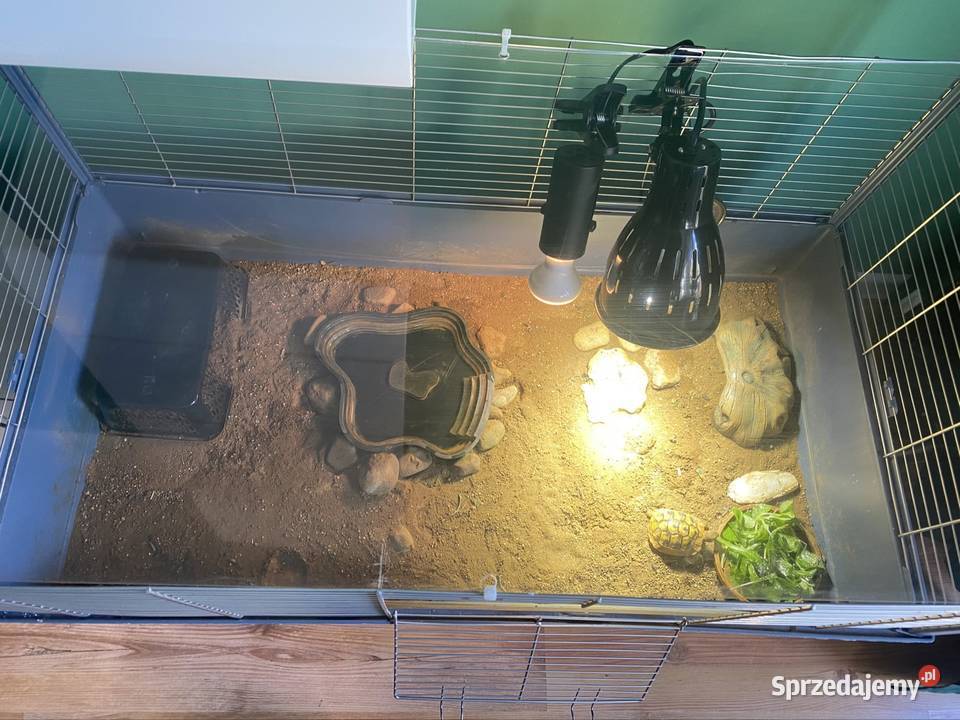 Żółw grecki z terrarium i pełnym wyposażeniem Olsztyn sprzedam