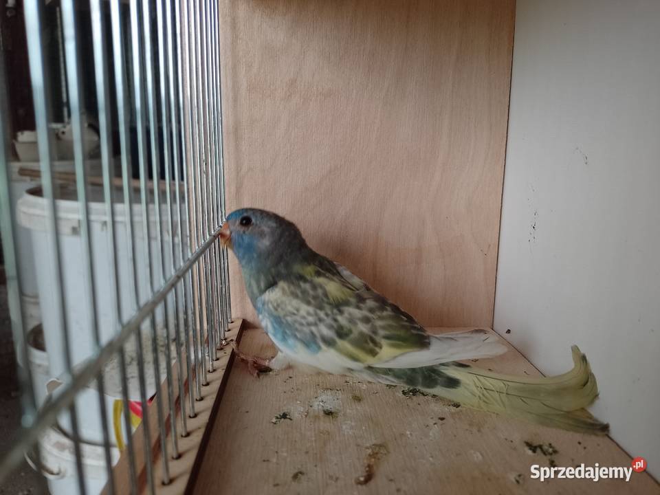 Papugi Łąkowki Wspaniałe Bochnia