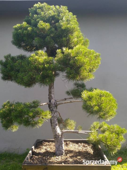 Drzewko Bonsai niwaki Sosna Mugo 275 Puis sprzedam