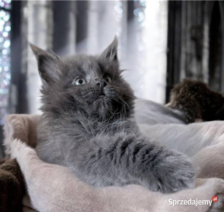 Maine Coon kotki Wińsko
