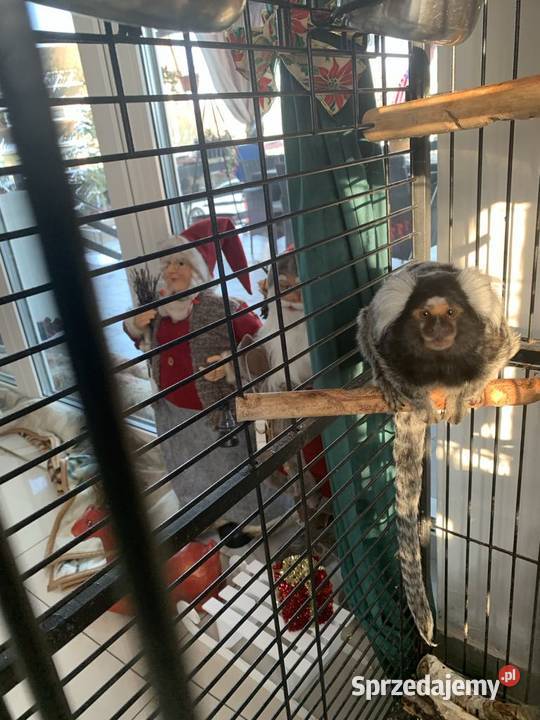 Małpki marmozeta klatka z wyposażeniem Bydgoszcz