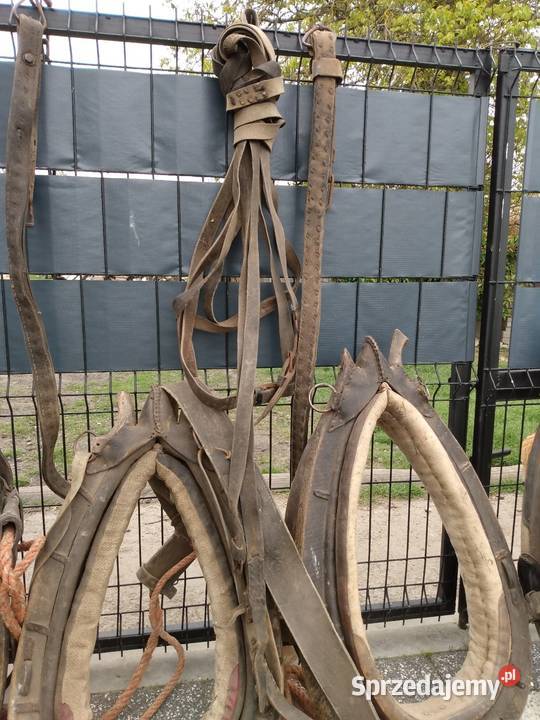 Homonto homonta końskie