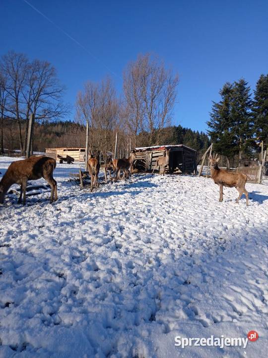 Sprzedam Jelenie karpackie Nowy Sącz