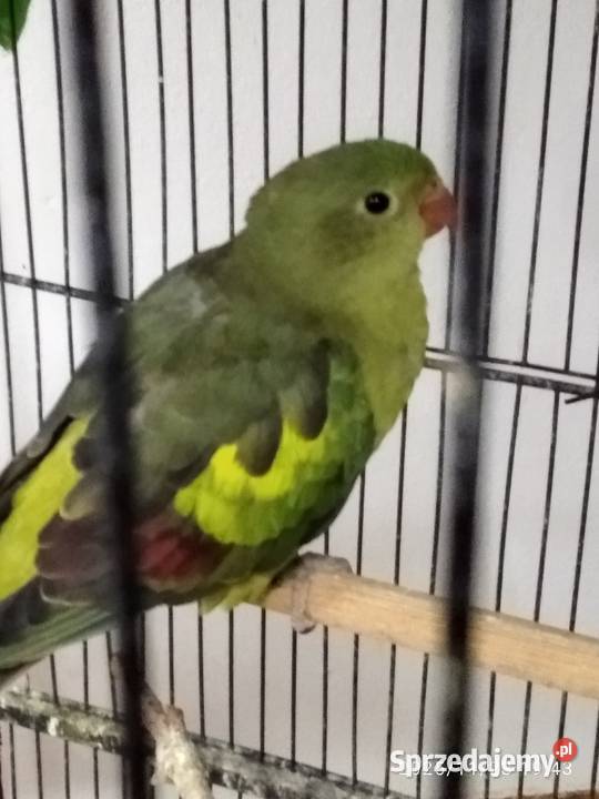 Papuga górska śląskie Świerklany sprzedam