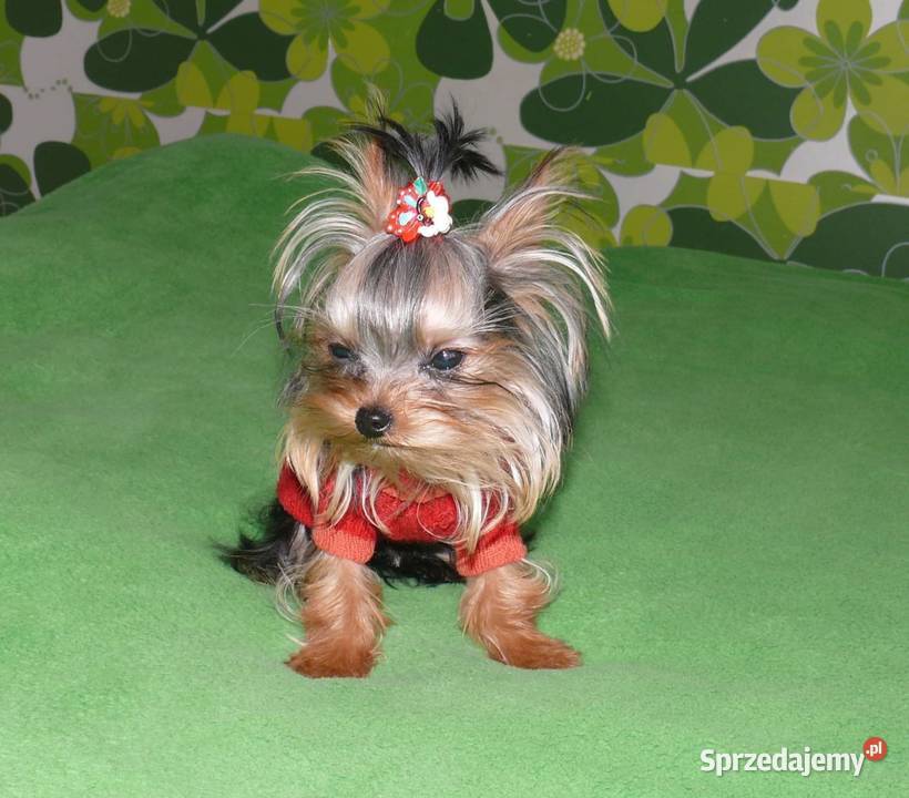 York yorkshire terrier MINI MICRO CUDEŃKA Kraków