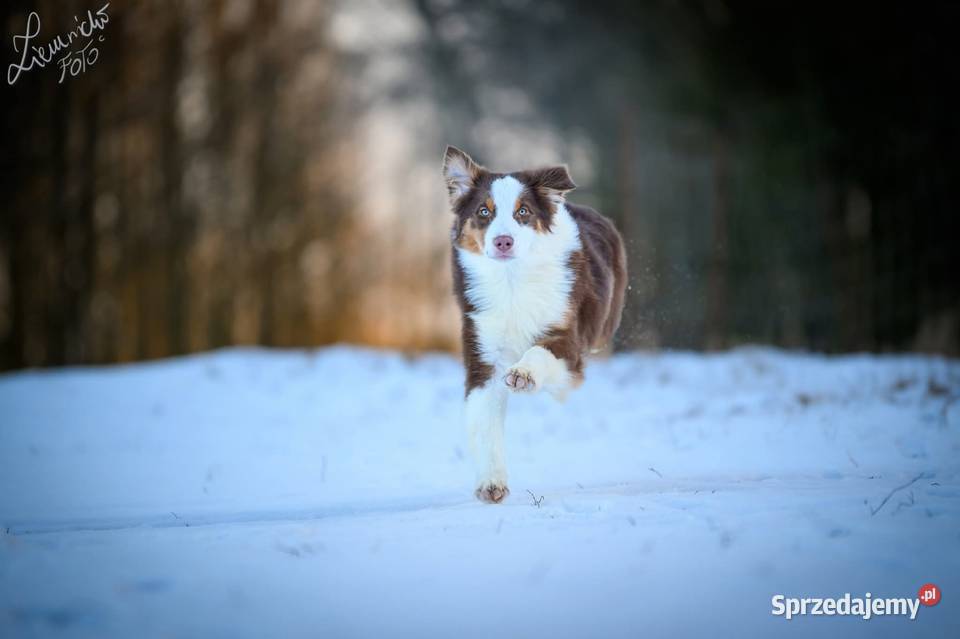 Owczarek australijski typ amerykański Pies NBT Parzęczew sprzedam