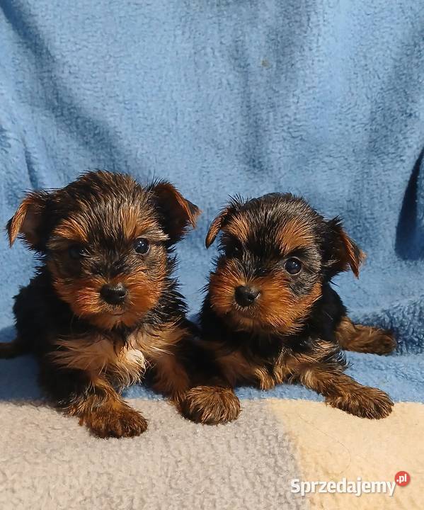 yorkshire terrier suczka samiec mini czarno Rzeszów sprzedam