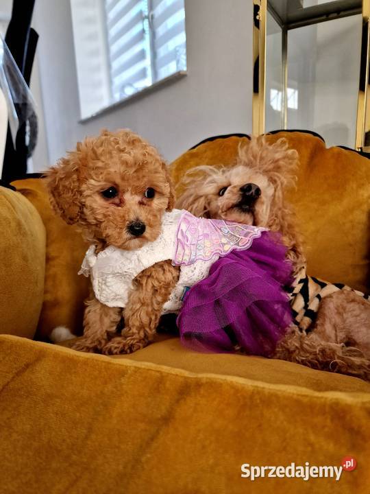 Pudelki toy do odbioru tatus FCI Jasło