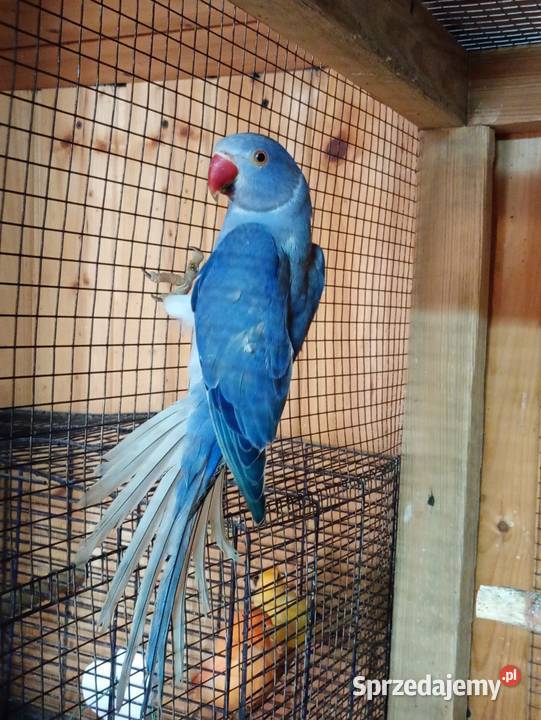 Aleksandretty 25r go Kamień Górowski