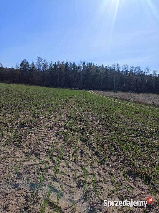 Siewnik Poznaniak 27m Wyrzysk sprzedam
