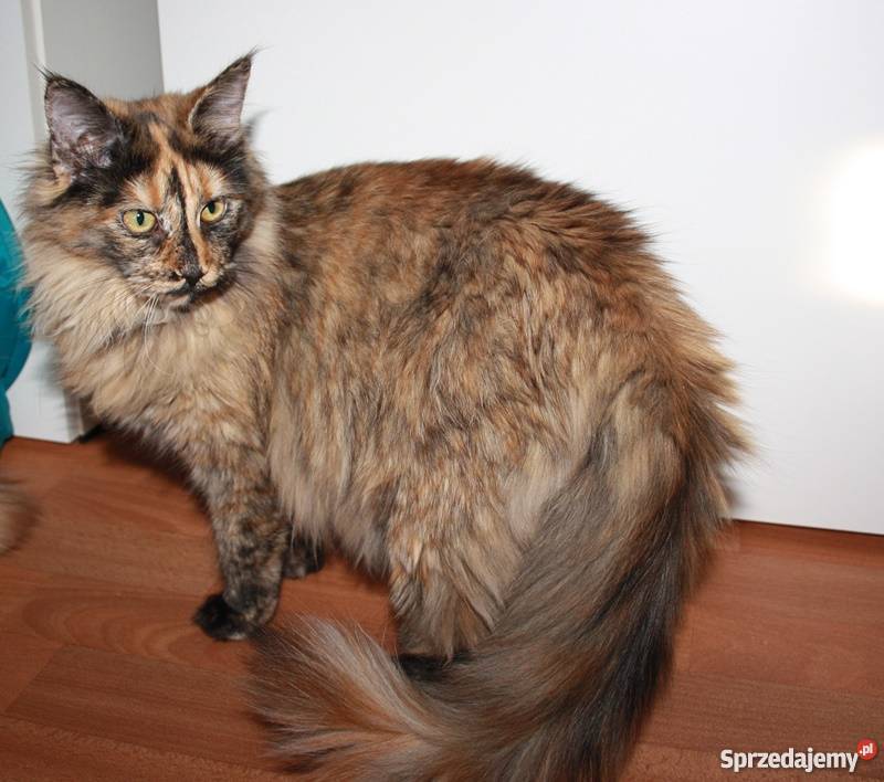 Śliczna Szylkretowa koteczka Maine Coon Wrocław sprzedam