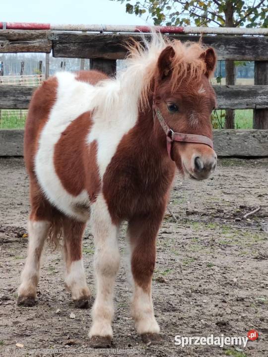 Kuc szetlandzki Rokiciny