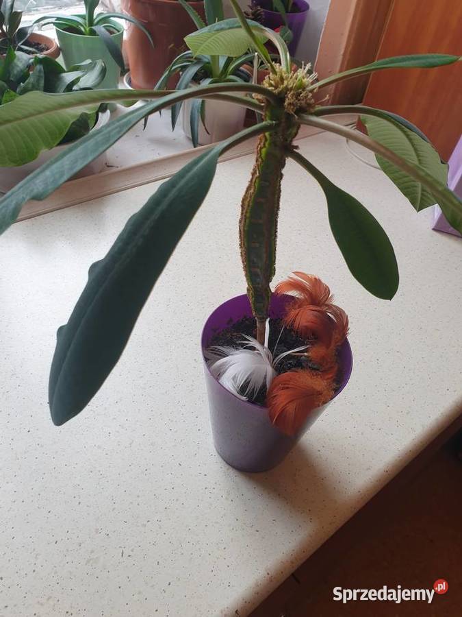 Roślina doniczkowa wilczomlecz białounerwiony mazowieckie