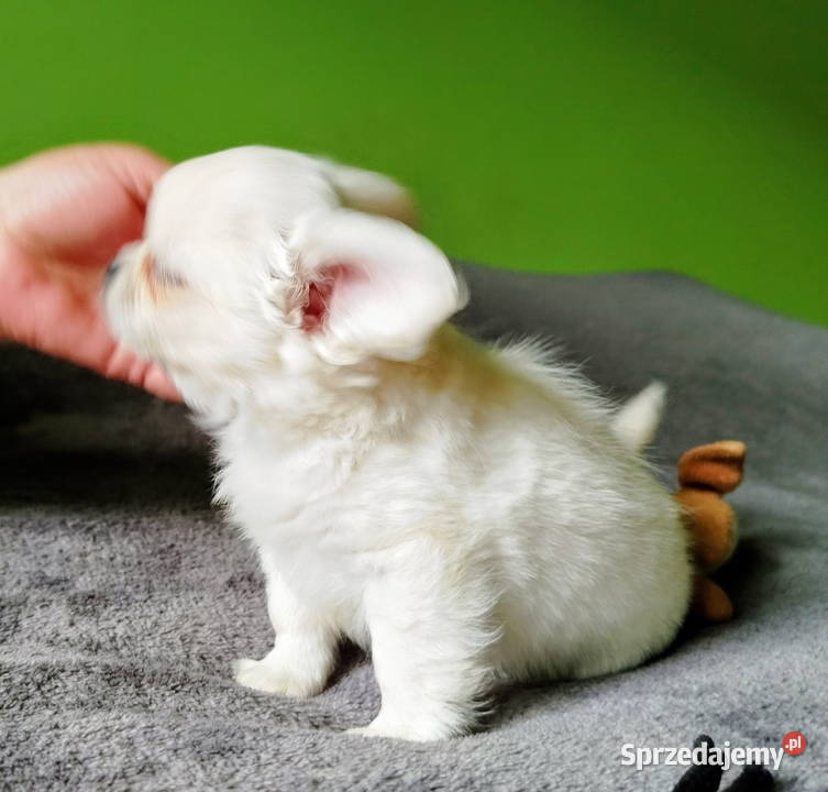 Chihuahua maleńki piesek sprzedam