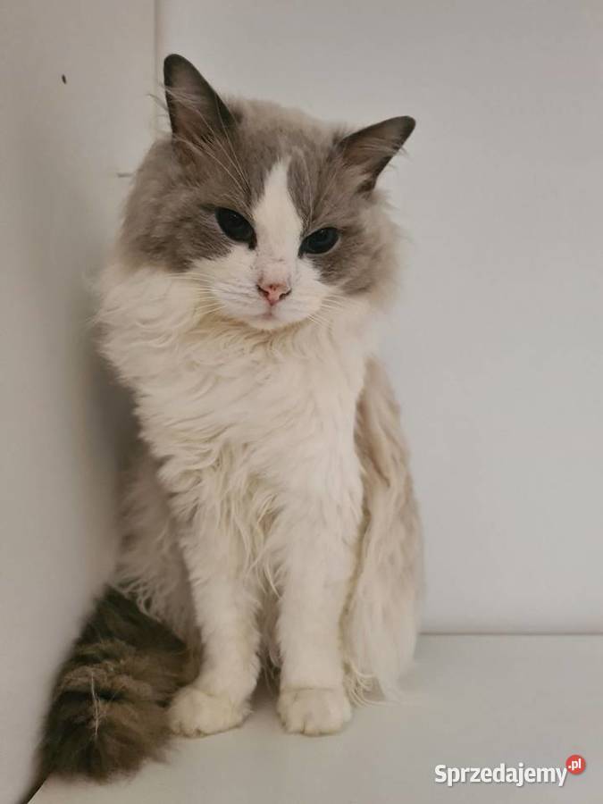 Ragdoll 3 lata rodowód FPL niekastrowany piękny dolnośląskie