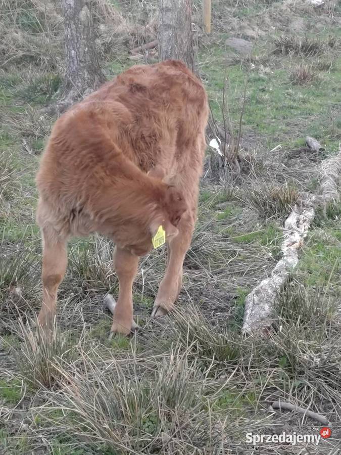 Sprzedam byczka limousine Bobolice
