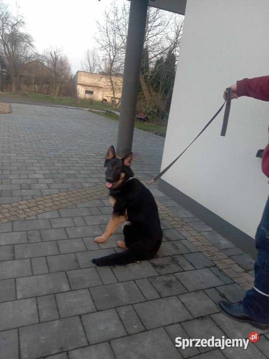 Suczki owczarka niemieckiego Katowice