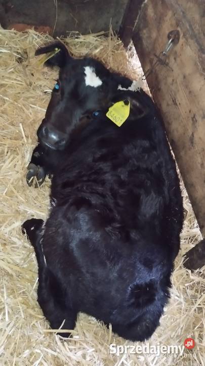 Sprzedam cielaka Kędzierzyn-Koźle