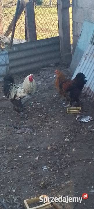 Sprzedam kury kogut brahma Sarnów sprzedam