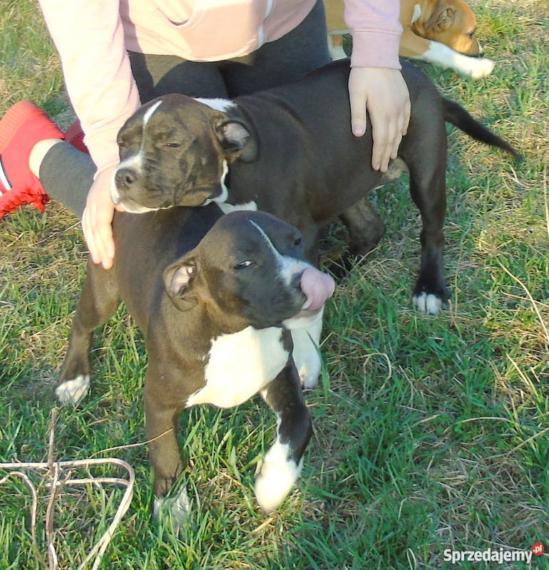 piękne szczenięta american staffordshire terrier Amstaff
