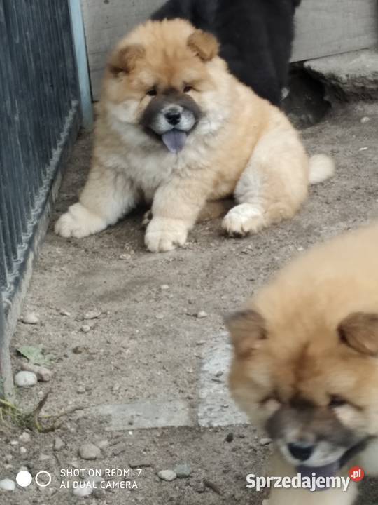 chow chow Psy Łomża sprzedam