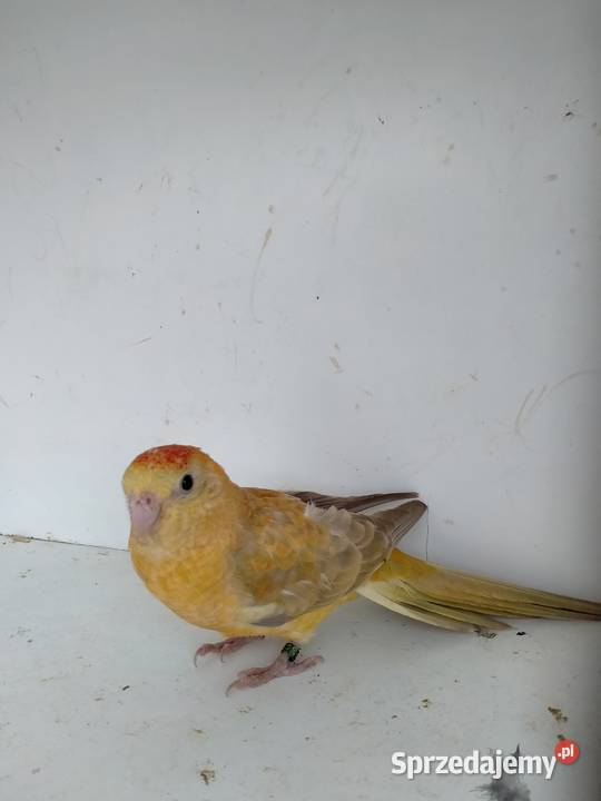 Świergotki Oranżowe Kowale