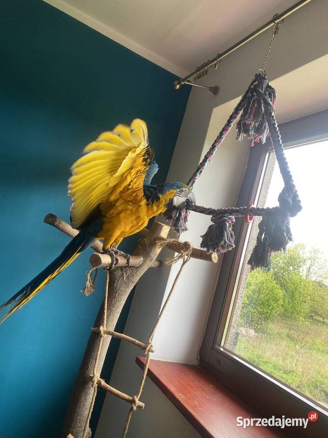 Ara ararauna oswojona z klatką mazowieckie
