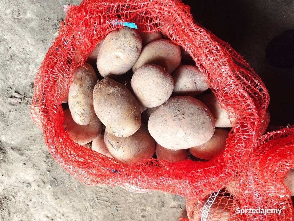 Ziemniaki LORD w workach 3050 podkarpackie Rzeszów