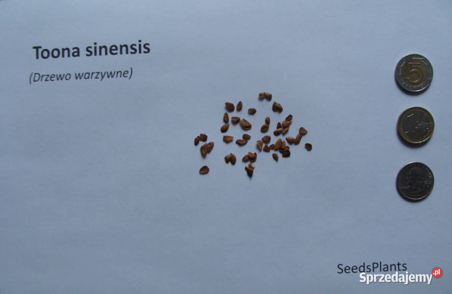 DRZEWO WARZYWNE Toona sinensis NASIONA 800 sztuk kujawsko-pomorskie
