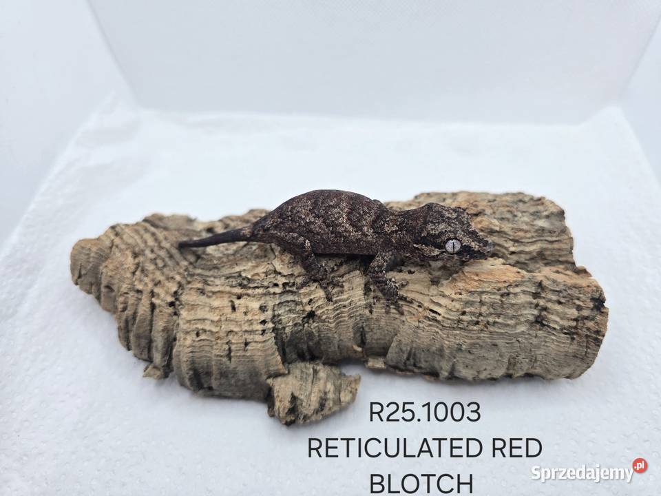 Gekony gargulcowe Zawiercie sprzedam