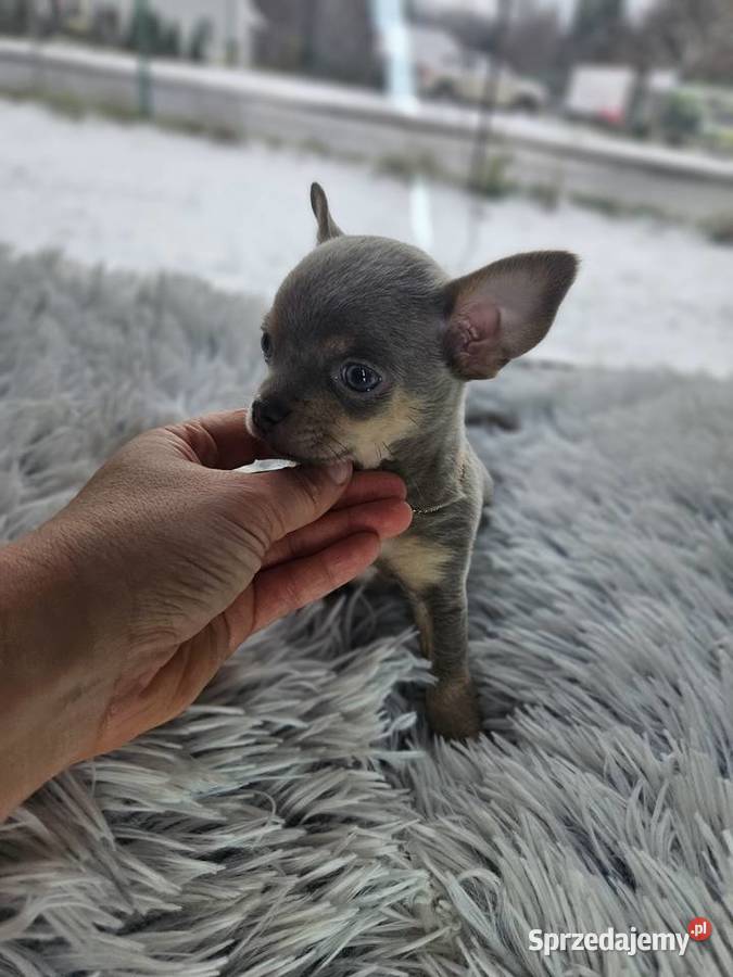 Mini piesek chihuahua Chihuahua
