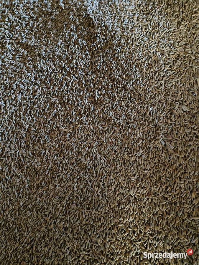 Żyto workowane Zboża wielkopolskie Chodybki