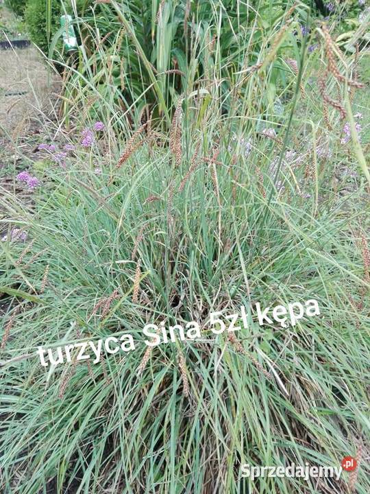 Sprzedam sadzonki truskawek kwiatów ogrodowych Radzyń Podlaski
