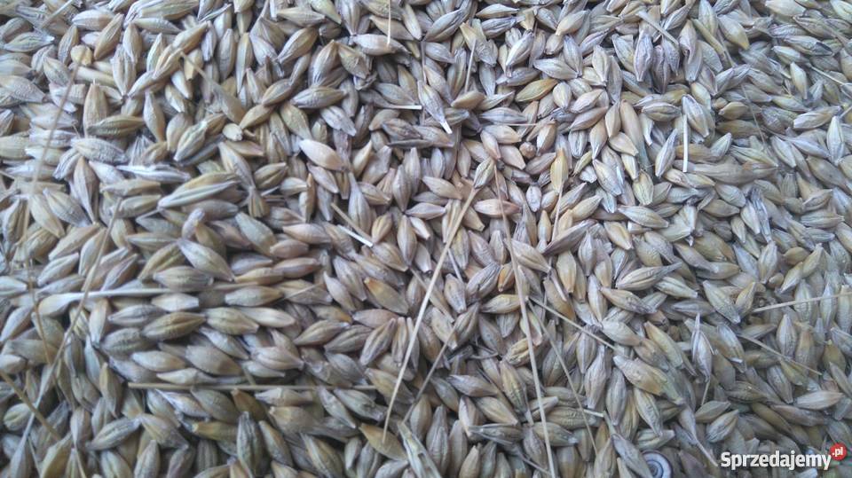 Jęczmień jary Kucyk świętokrzyskie Bukowa