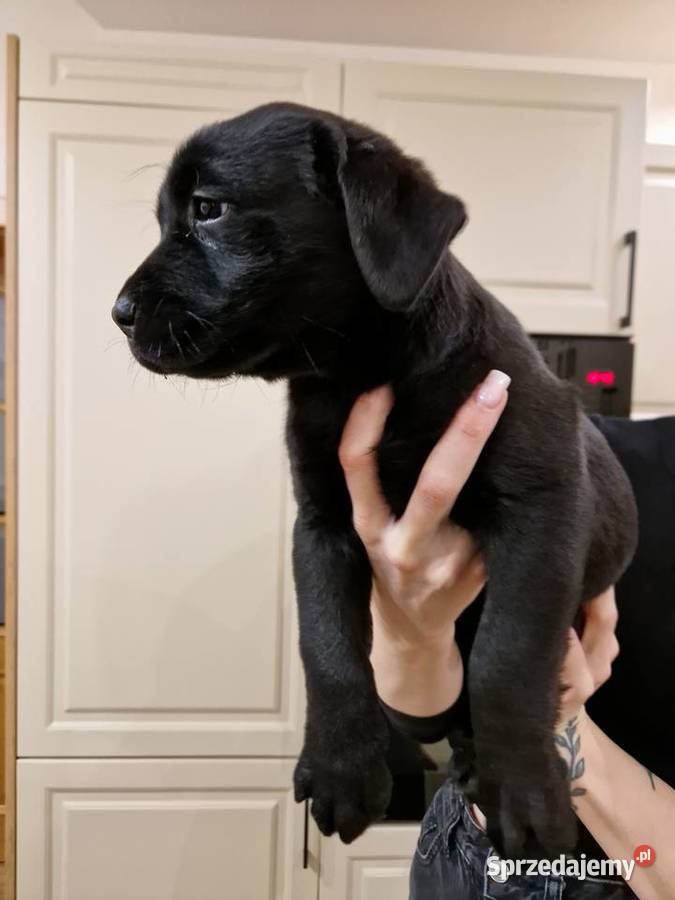 Labrador Retriever suczka gotowa do odbioru Gostyń