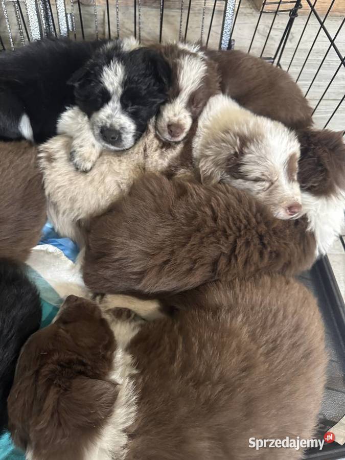 Szczeniaki Border Collie z rodowodem gotowe do łódzkie Pajęczno