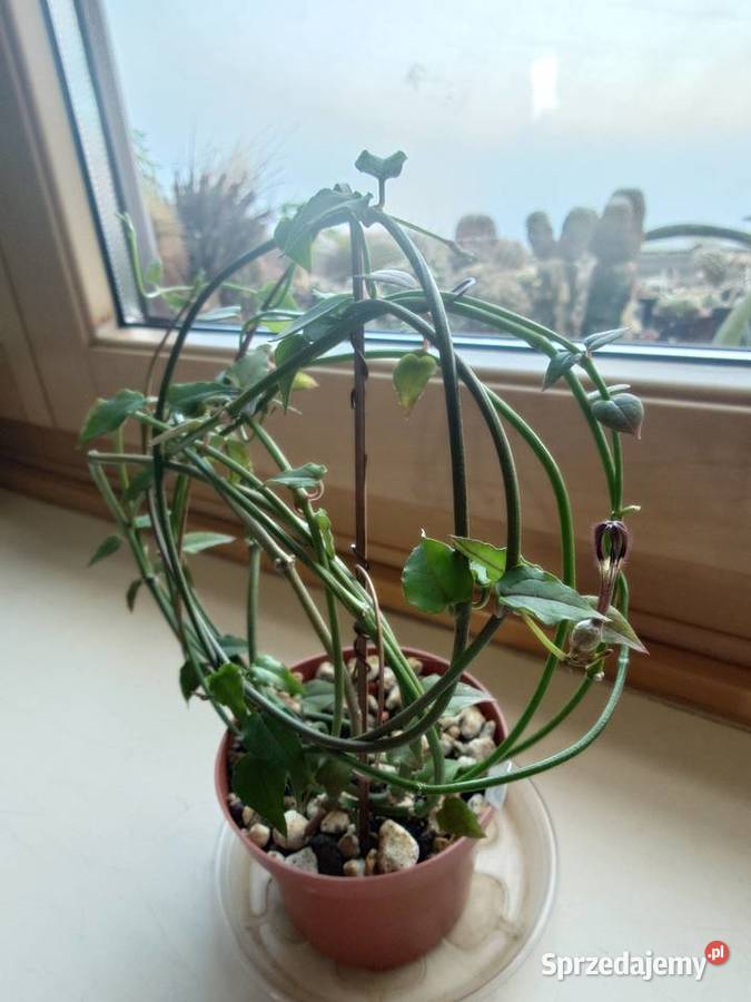 Ceropegia ciekawa odmiana kwitnie roślina z sprzedam
