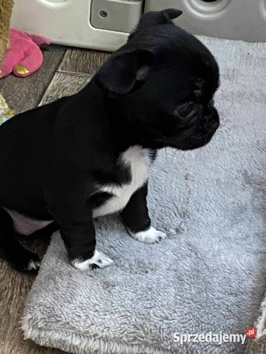 CHIHUAHUA PIĘKNA SUNIA CHOCO Łódź sprzedam