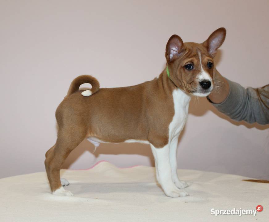 Szczenięta Basenji FCI sprzedam