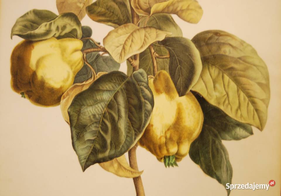 BESSA Pancrace akwatintowa duża rycina z owocami Malarstwo wielkopolskie Poznań