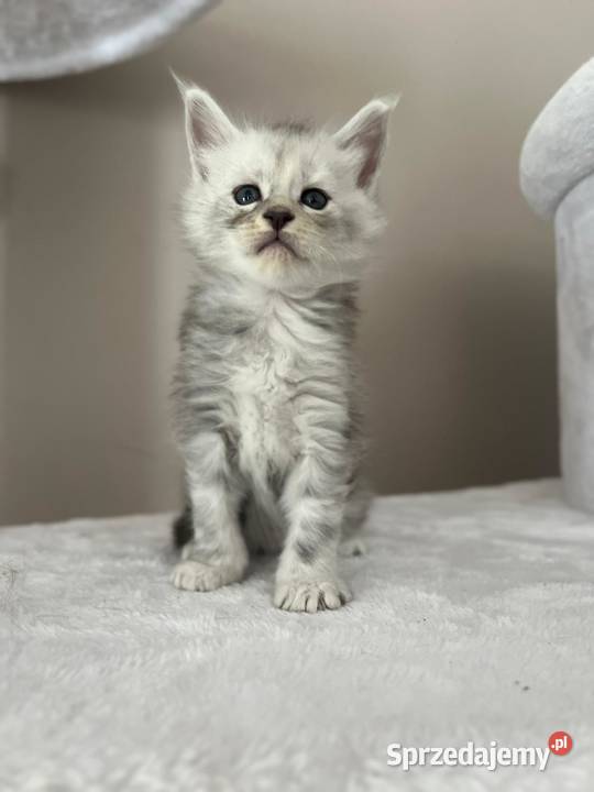 Jasper kocur Maine Coon kujawsko-pomorskie Szembruk