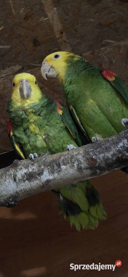 Sprzedam Amazonki Oratriksy Ptaki małopolskie sprzedam