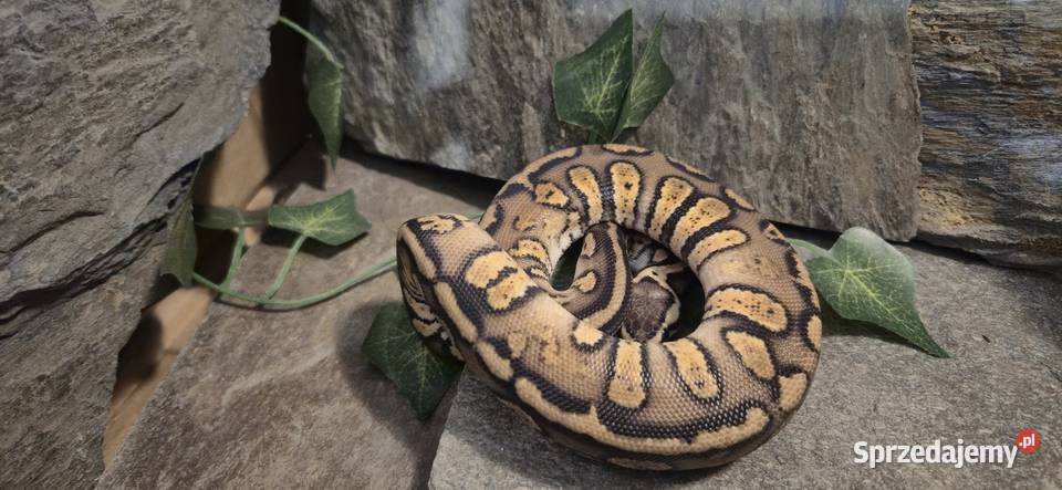 Pyton królewski Pastel Stranger 50 het hypo Mazowszany