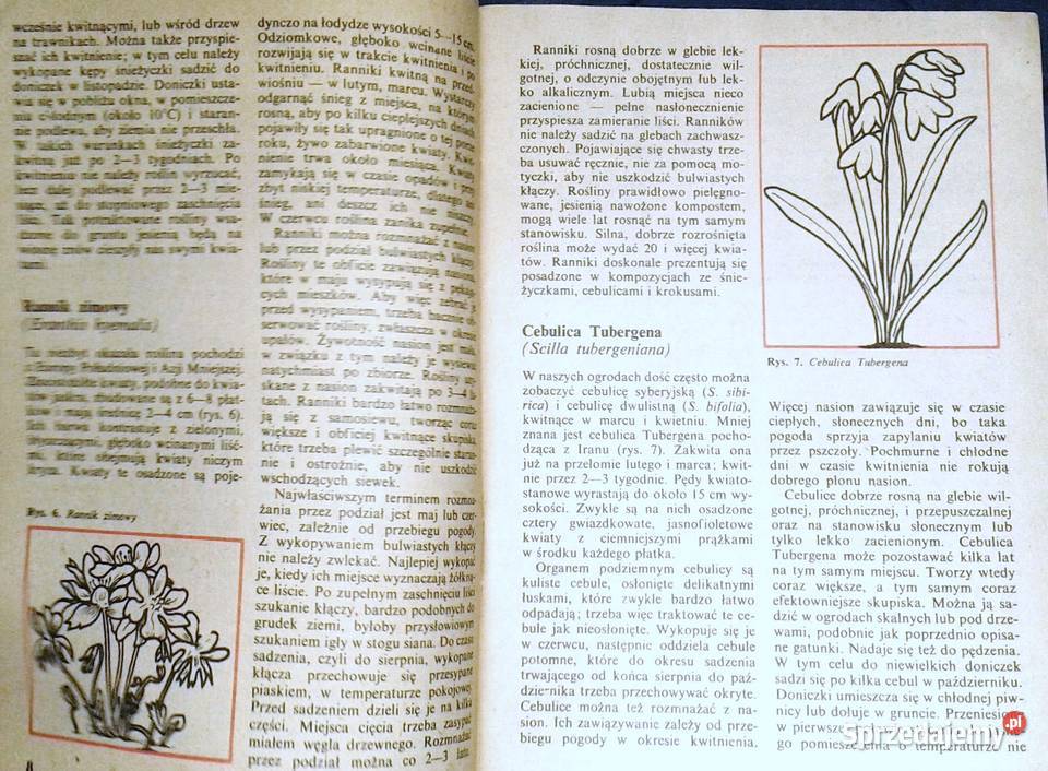 Mało znane ozdobne rośliny cebulowe i bulwiaste Książki i Podręczniki lubelskie Chełm
