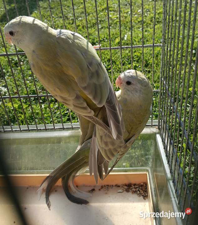 Świergoty Zagórzany