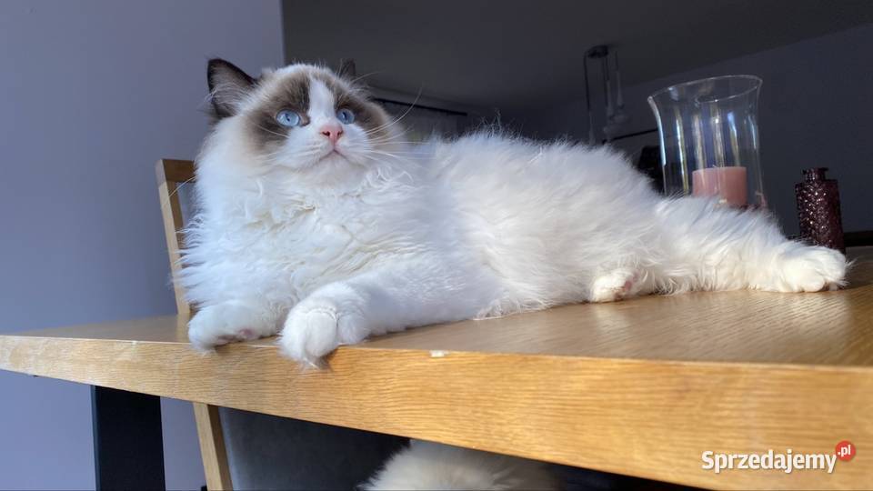 Kotki kocurki Ragdoll FPL śląskie Katowice