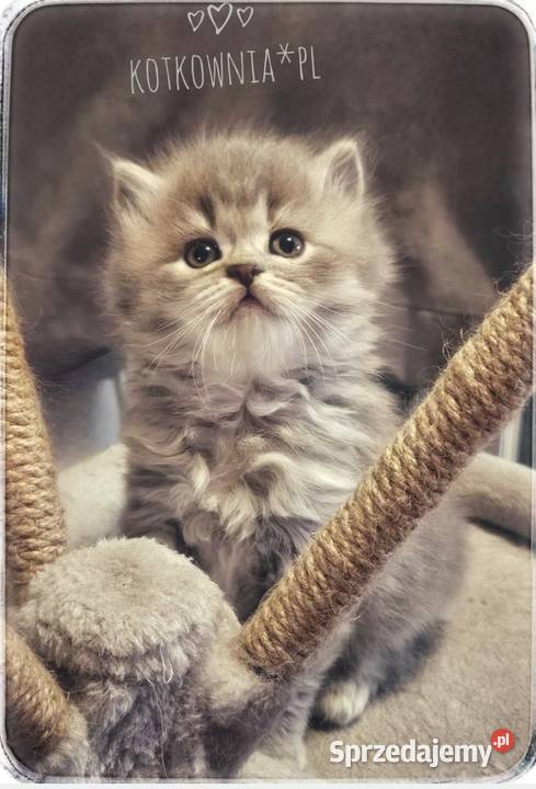 Kotek brytyjski długowłosy Słodziak Jełowa sprzedam