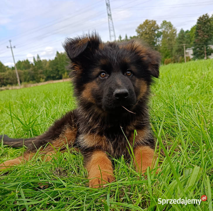 Owczarek niemiecki długowłosy SZCZENIĘTA FCI