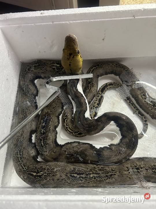 Samiec siaty Pied tiger het albino Gady i płazy śląskie Jaworzno