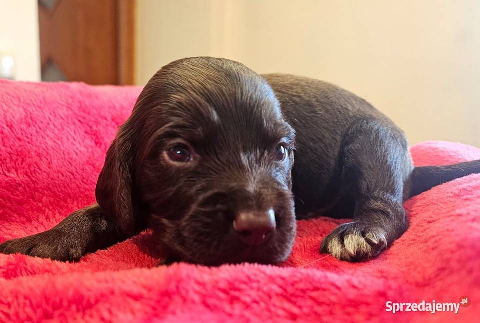 Płochacz niemiecki WACHTELHUND Piesek Psy opolskie Tułowice sprzedam
